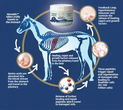 Equinety Horse XL